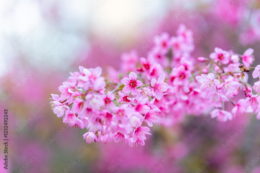 Obraz premium Pink flower Sakura cherry blossom spring nature scene.