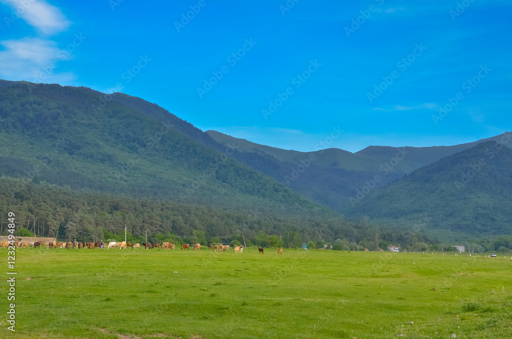 Fototapeta premium cows grazing on green summer meadow in Bazum Mountains near Gyulagarak (Lori province, Armenia)