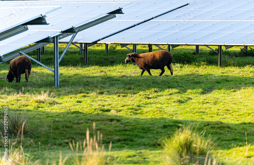 Solar photovoltaic farm with brown sheep in sunlight