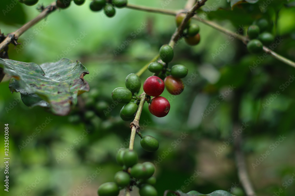 photo of red coffee fruit on the stem photo of red coffee fruit on the stem