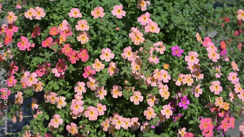 Beautiful Crimson Phlox (Jamesbrittenia hybrid) flowers.