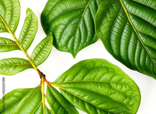 an image of a close up of a leafy plant with green leaves. photo