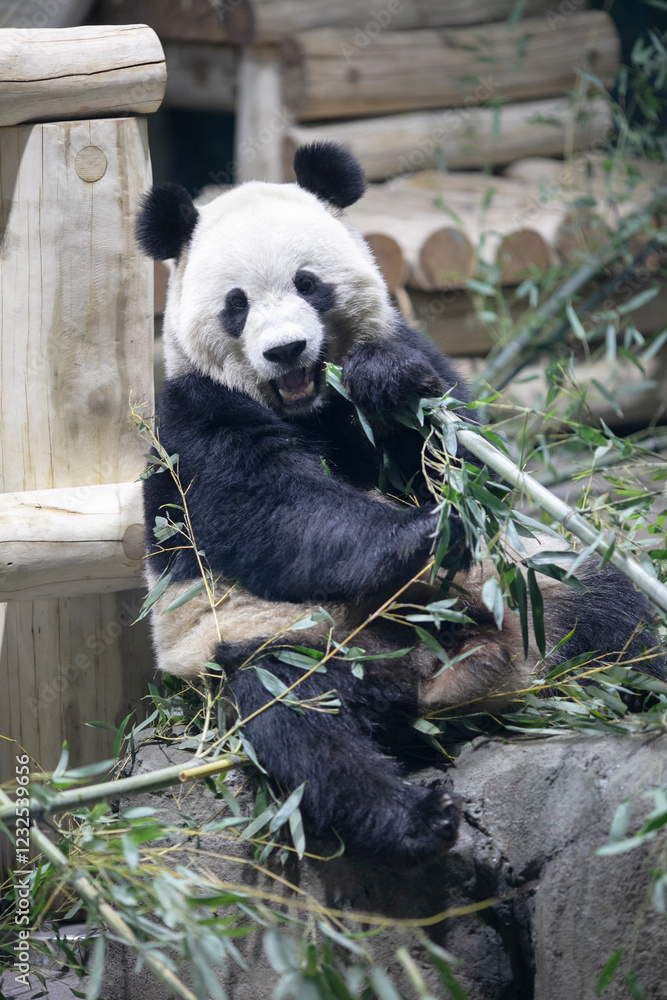 Obraz premium Young giant panda chewing bamboo