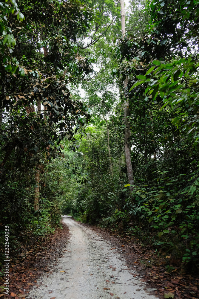 Fototapeta premium Walking path in the Kanagarian Rumbio Forbidden Forest, Kampar Regency, Riau, Indonesia.