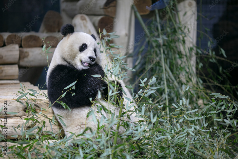 Fototapeta premium Young giant panda chewing bamboo