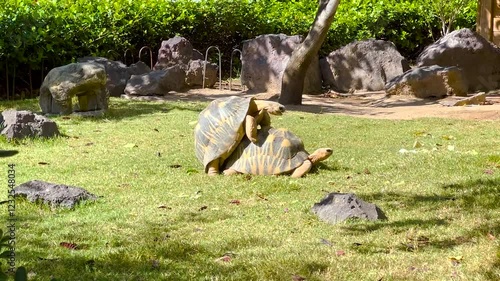 Giant tortoises mating during breeding season. Animals, natural and environment concept
