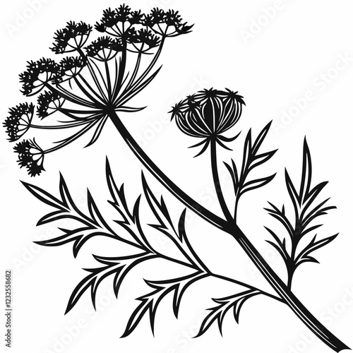 Bai sanicle vector silhouette black design white background