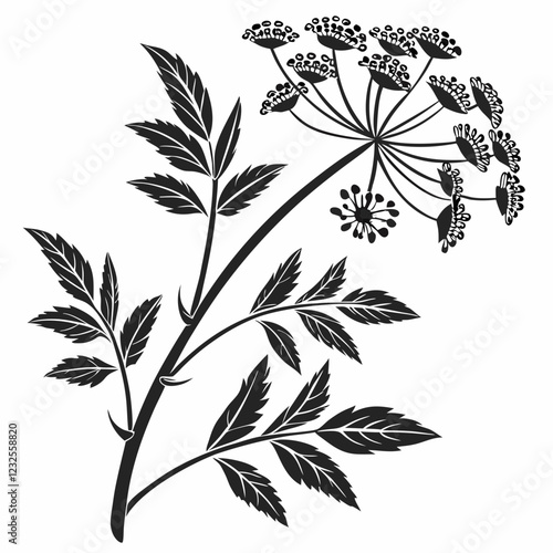 Bai sanicle vector silhouette black design white background