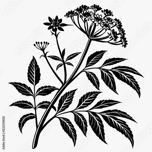 Bai sanicle vector silhouette black design white background