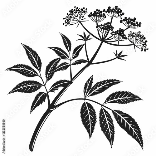 Bai sanicle vector silhouette black design white background