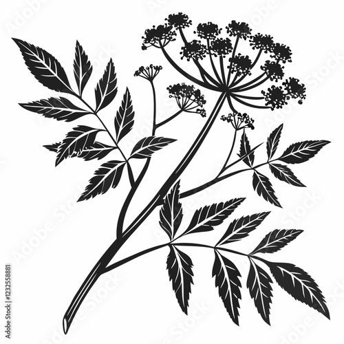 Bai sanicle vector silhouette black design white background