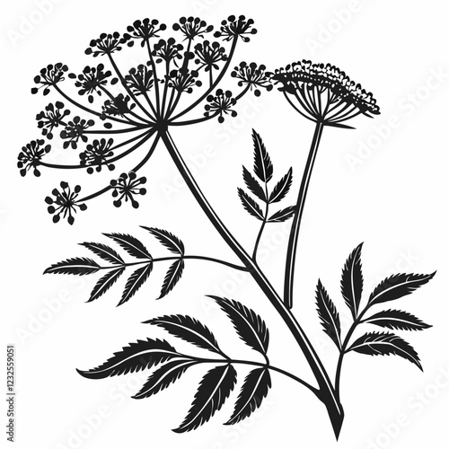 Bai sanicle vector silhouette black design white background