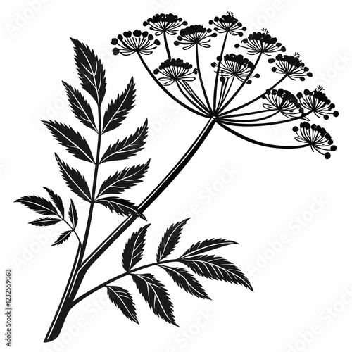 Bai sanicle vector silhouette black design white background