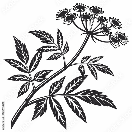 Bai sanicle vector silhouette black design white background