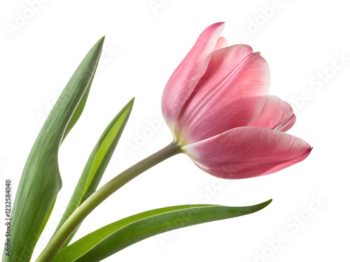 pink tulip isolated on white