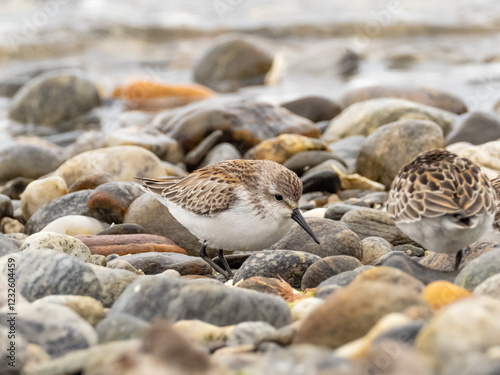 A juvenile Western Sandpiper on a rocky shoreline photo