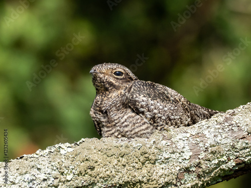 A Common Nighthawk roosting on a lichen covered branch photo