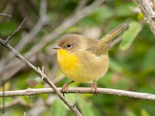 A close up of a female Common Yellowthroat perched on a small branch photo