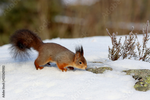 Obraz na płótnie Squirrel