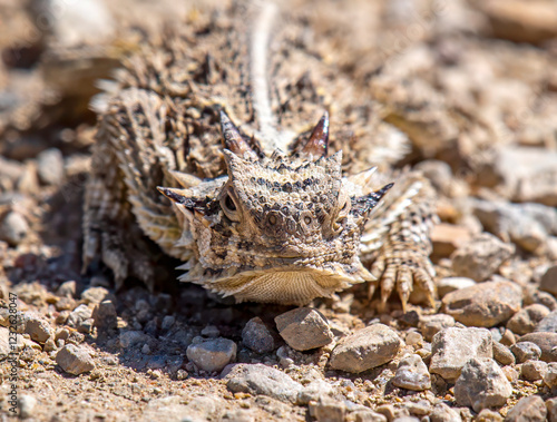 Texas Horned Lizard photo