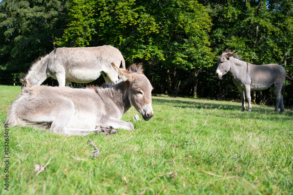 Fototapeta premium Donkey on a green meadow, forest with trees, foal animal on a farm, ass, domesticated equine 