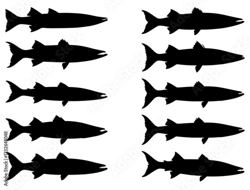 BARRACUDA FISH SILHOUETTE ON WHITE BACKGROUND