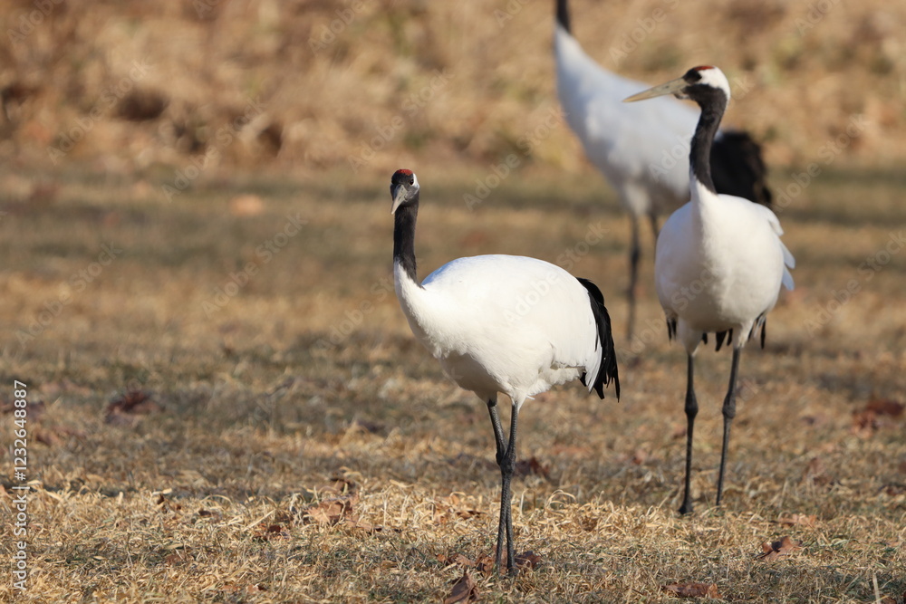 Obraz premium タンチョウ