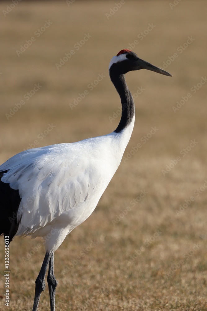 Obraz premium タンチョウ