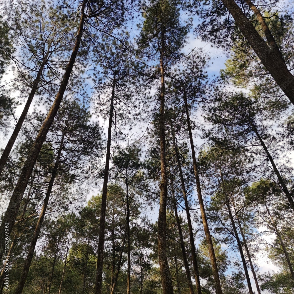 view of the sky and pine trees from below view of the sky and pine trees from below