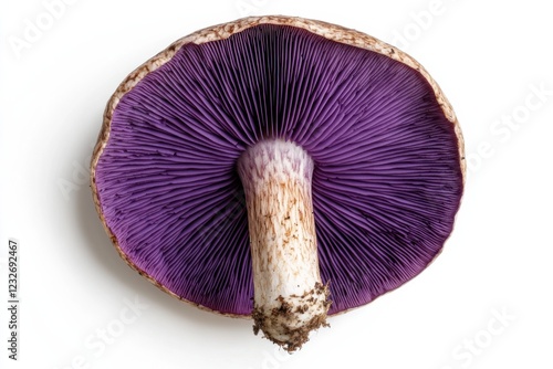 Mature Violet Webcap mushroom with purple-violet cap on white background, isolated fungi specimen for scientific study or educational purposes photo