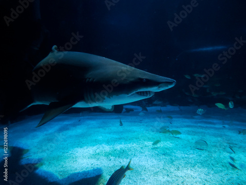 Sand tiger shark underwater coming to you photo