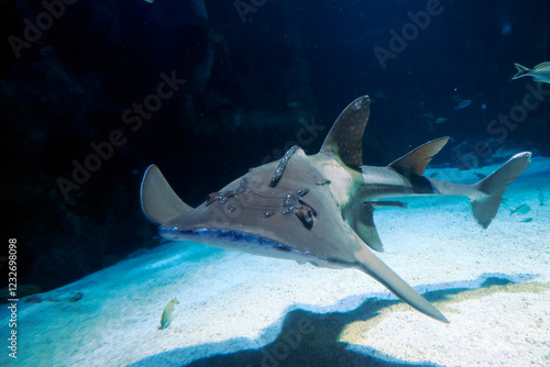 Sand shark underwater coming to you photo