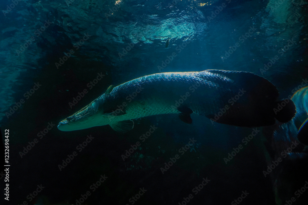 Obraz premium Arapaima underwater Arapiama gigas fish portrait