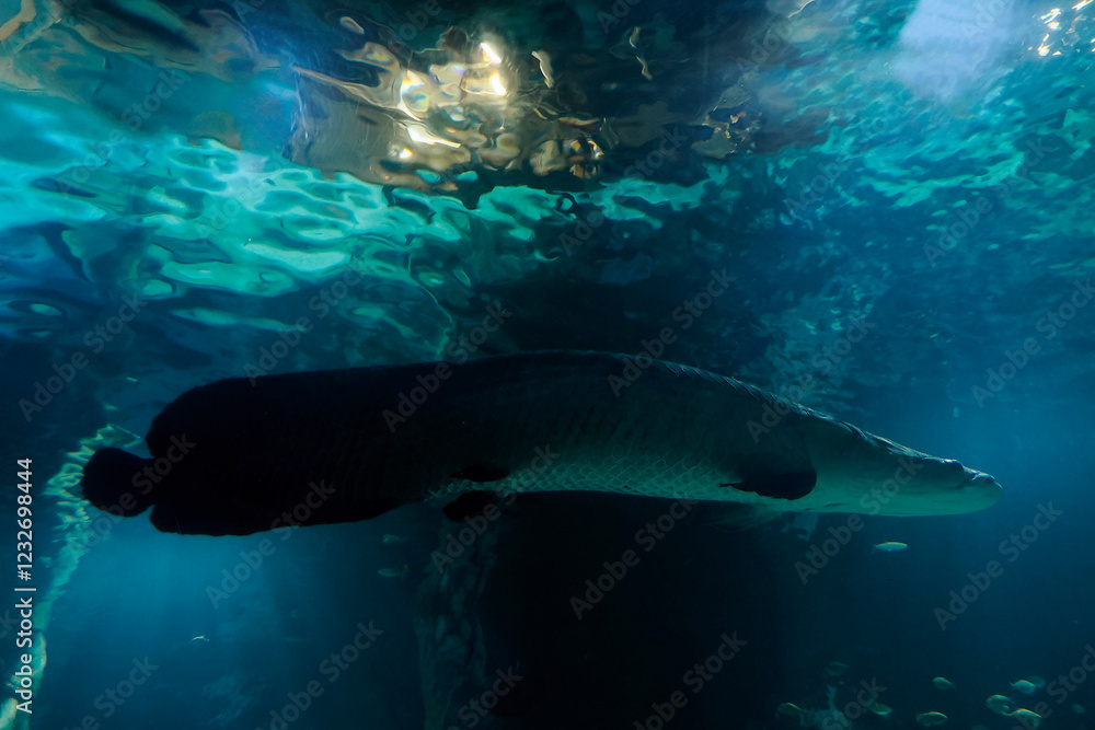 Fototapeta premium Arapaima underwater Arapiama gigas fish portrait