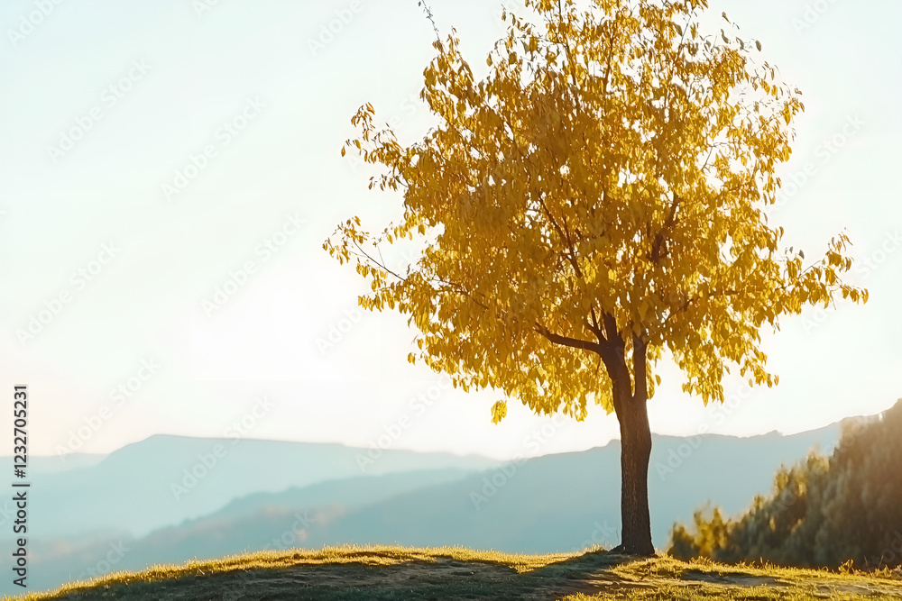 Lonely autumn tree with golden leaves standing on a hill during sunset Lonely autumn tree with golden leaves standing on a hill during sunset