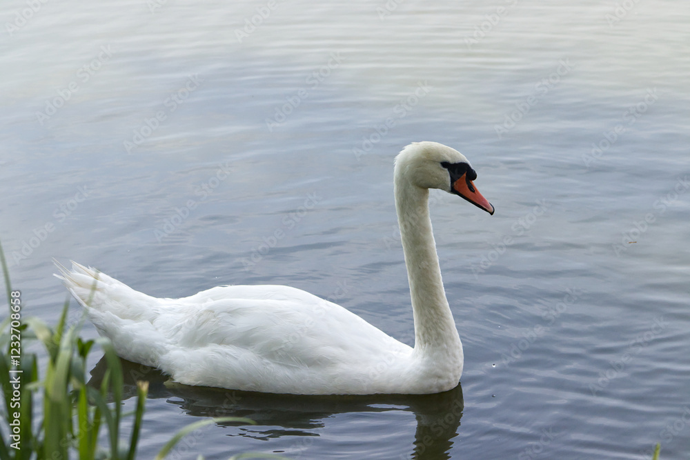 Naklejka premium Adult swan on water surface. Swan on the pond. A flying swan. A large water bird. Beautiful bird, pond, summer.