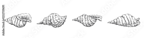 Hand drawn seashells set, vector sketches isolated on white