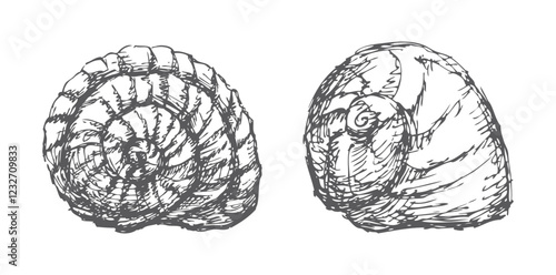 Hand drawn two spital seashells, vector sketches isolated on white