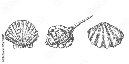 Hand drawn three various seashells, vector sketches isolated on white