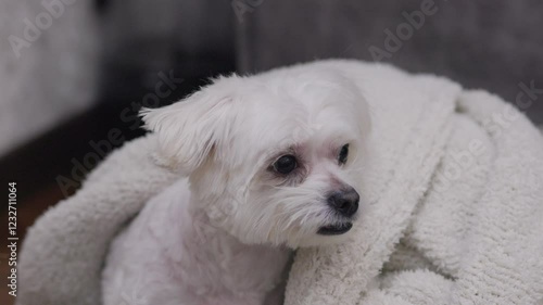 A small white dog, Comfortably curled up in a plush blanket, enjoying a Peaceful pastime at home, the dog yawns and looks at the camera
