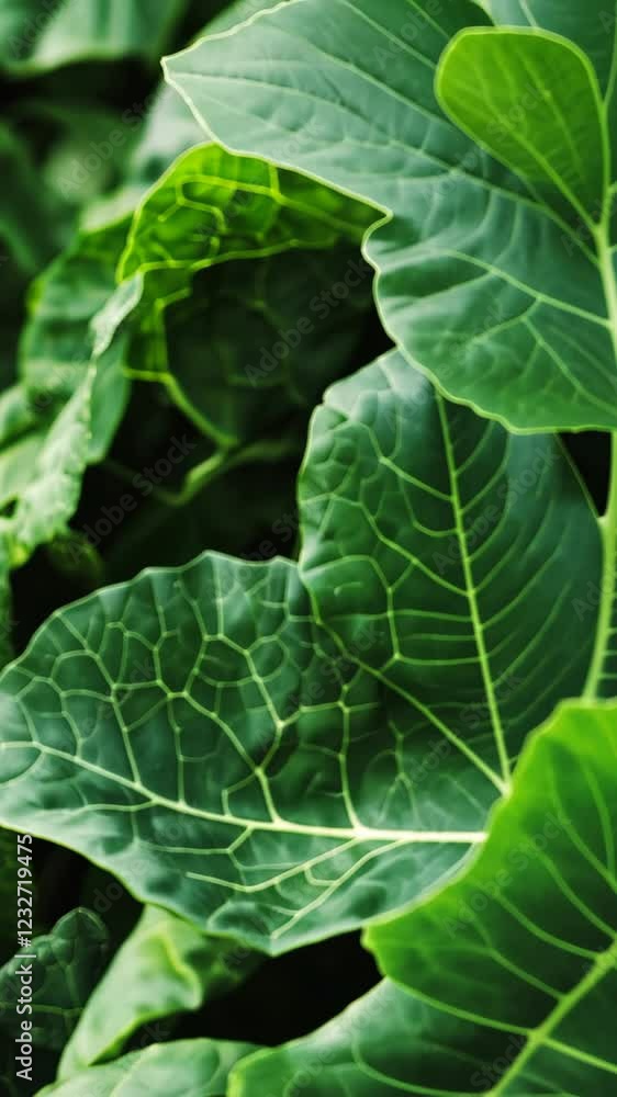 Lush green cabbage leaves with intricate veins captured in a natural setting showcasing vibrant plant life Lush green cabbage leaves with intricate veins captured in a natural setting showcasing vibrant plant life