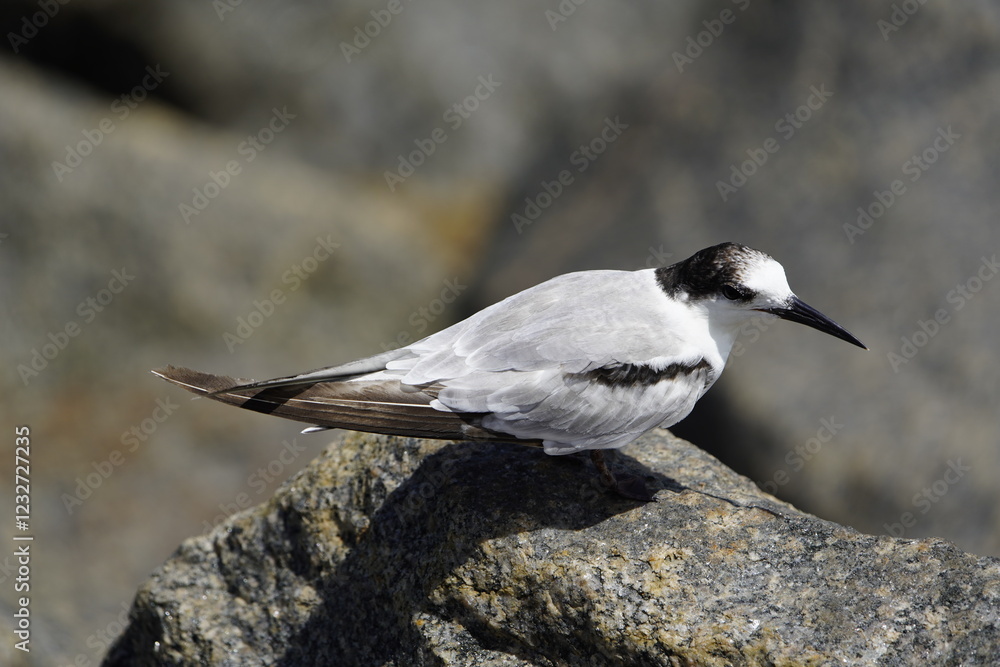 Obraz premium The white-fronted tern (Sterna striata), also known as tara, sea swallow,black-billed tern, kahawai bird, southern tern, or swallow tail, was first described by Johann Friedrich Gmelin in 1789. Brazil