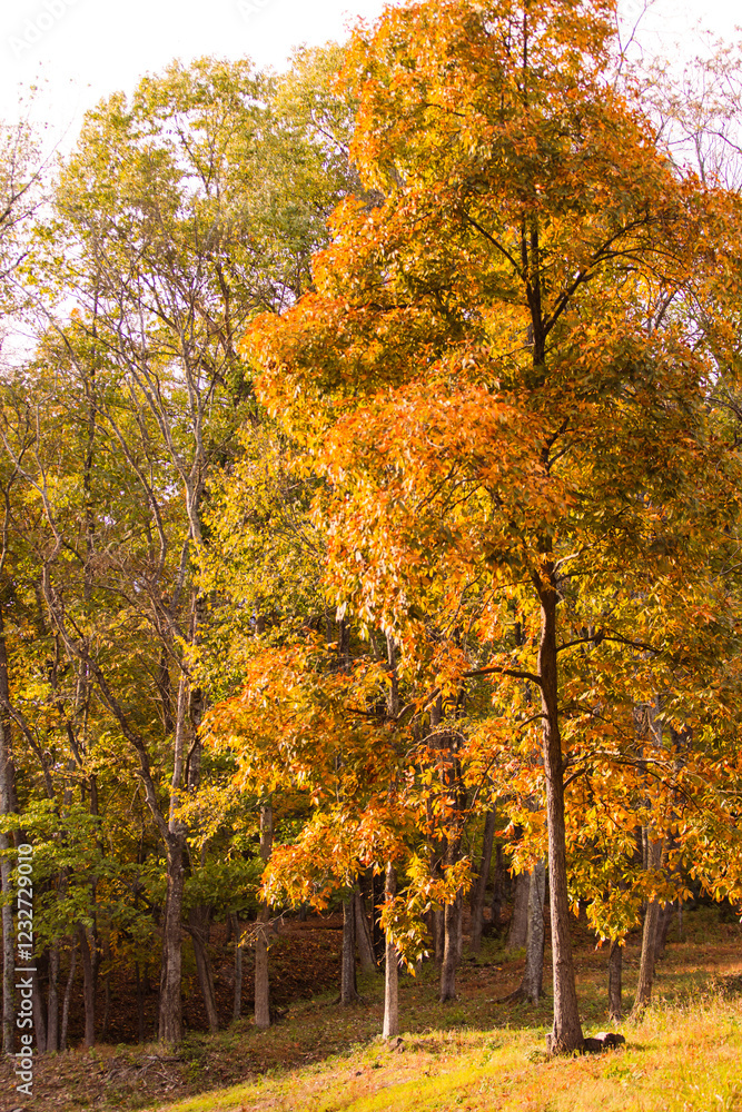 Naklejka premium Nature at sunset