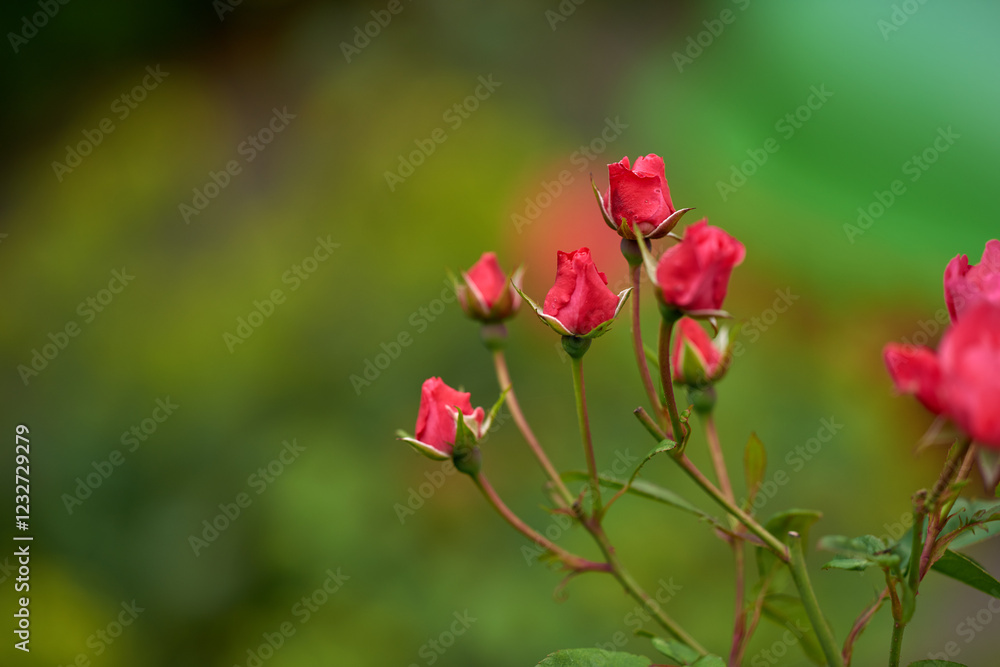 Nature, growth and flowers with rose for gardening, landscape, and sustainable environment in spring. Season, ecology and blossom with red plants for habitat, floral petal and biodiversity by space Nature, growth and flowers with rose for gardening, landscape, and sustainable environment in spring. Season, ecology and blossom with red plants for habitat, floral petal and biodiversity by space