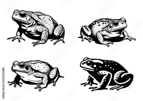 Four different toad species, black and white vector illustration 