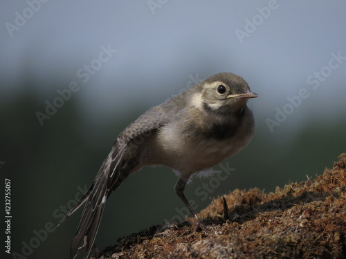 Beautiful bird in calm weather
