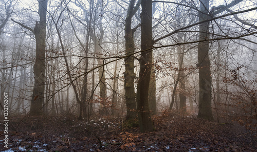 Feiner Nebel im Hochwald Buchen, Eichen im Dunst, Stimmung Moody photo