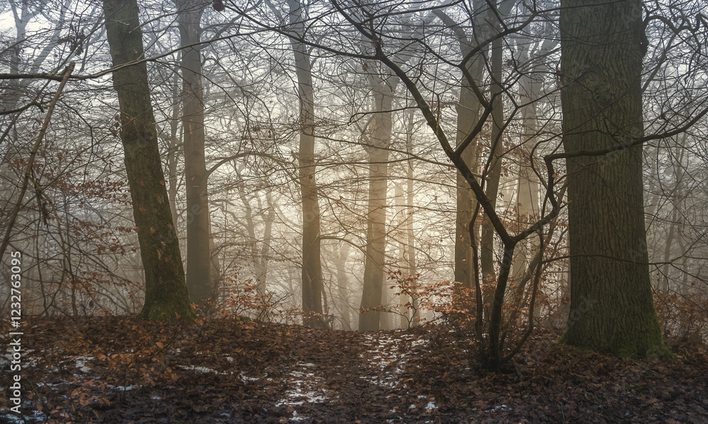 Feiner Nebel im Hochwald Buchen, Eichen im Dunst, Stimmung Moody Feiner Nebel im Hochwald Buchen, Eichen im Dunst, Stimmung Moody