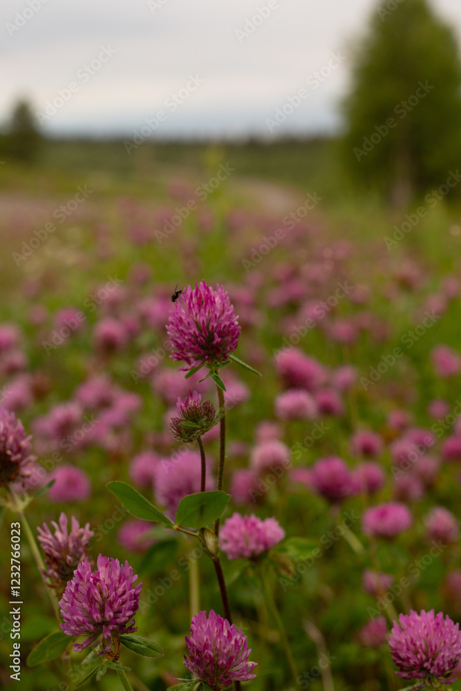 Obraz premium A fly on a clover. 