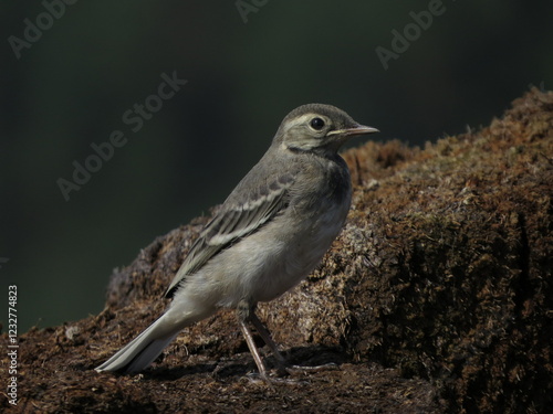 Beautiful bird in calm weather
